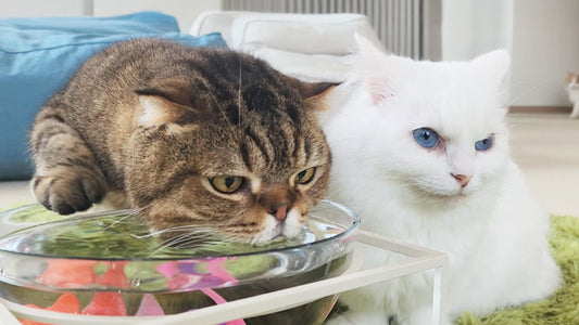 5 Practical Hydration Hacks Every Cat Guardian Should Know for CKD Care