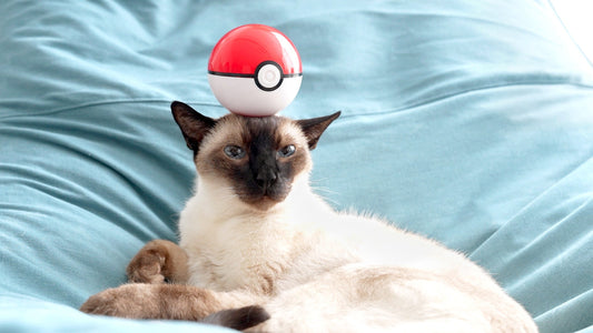 3 Phosphorus Binders That Can Help Cats with Late-Stage Kidney Disease