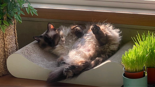 (Chenko) 12-Year-Old Cat Improves Kidney Levels with AIM Despite CKD, HCM, and IBD