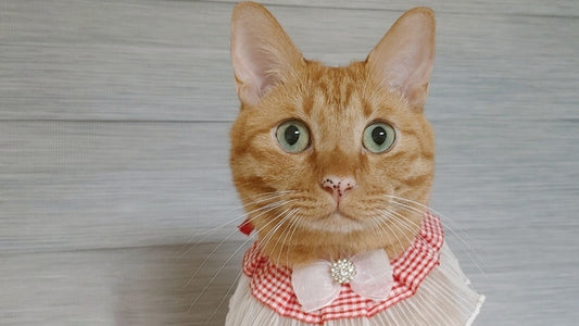 Isaac’s Stage 1 CKD Care Story – Living Steadily Since Kittenhood