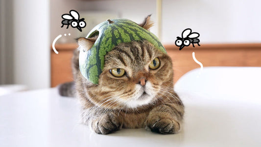 Mosquito Products in Summer: A Hidden Risk for Cats