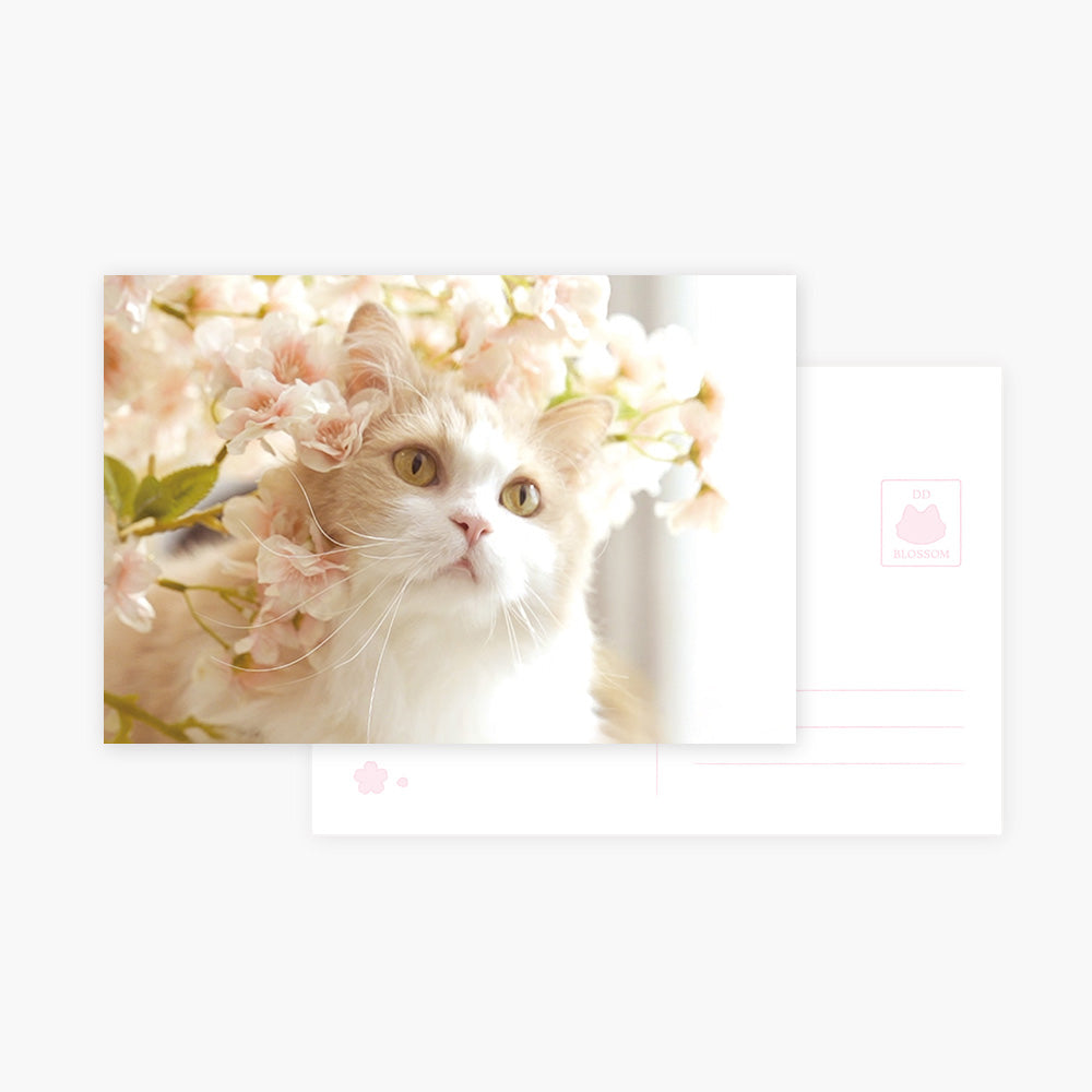 Cat Postcard Collection & Hand Cream