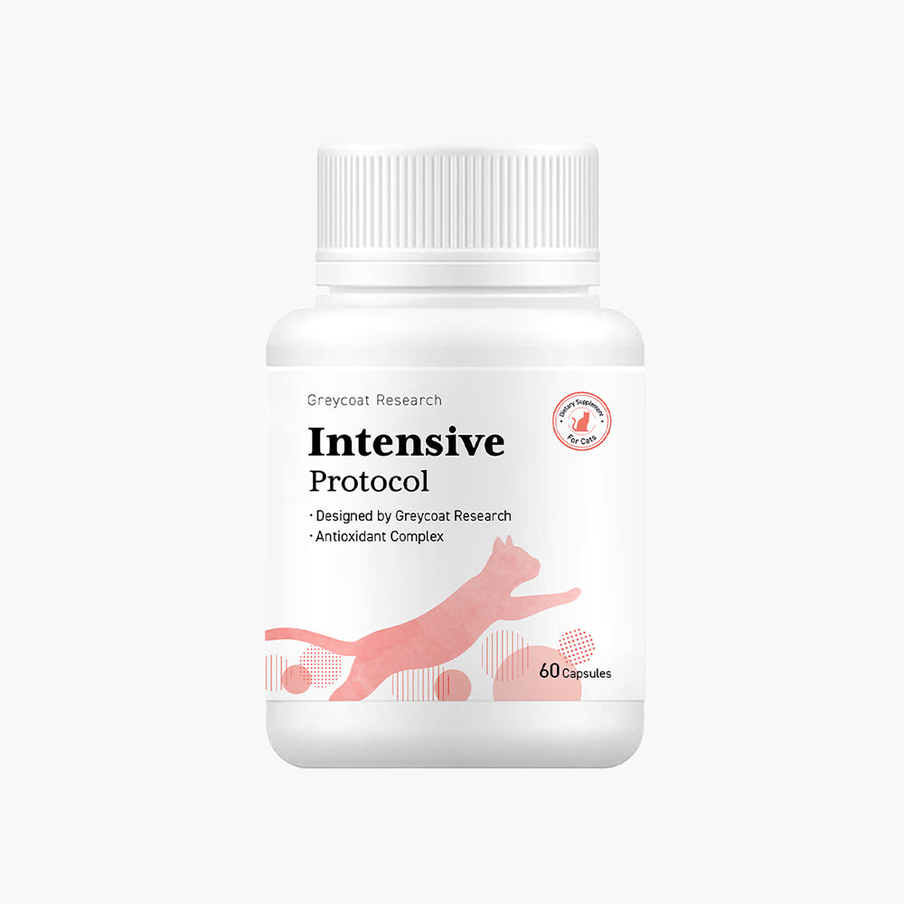 Intensive Protocol cat kidney supplement for critical kidney disease care