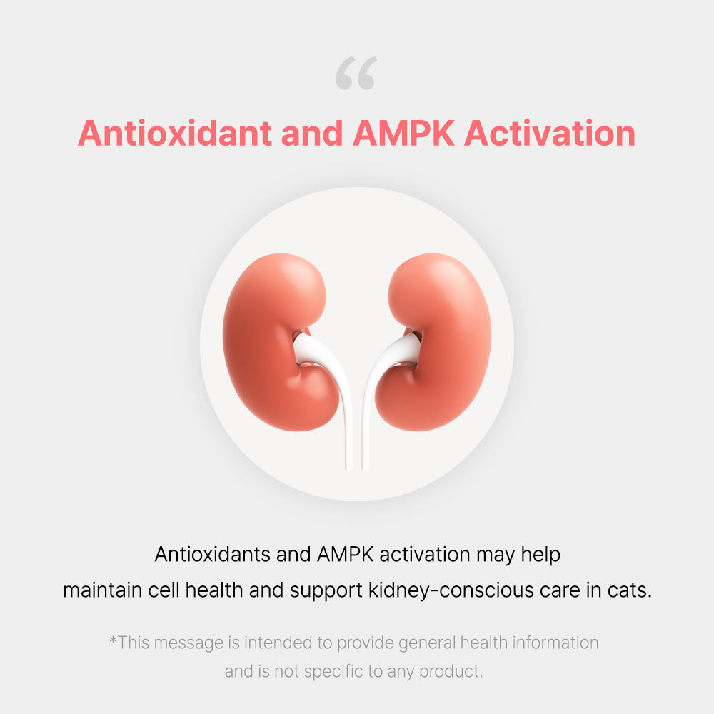 Intensive Protocol cat kidney supplement for critical kidney disease care