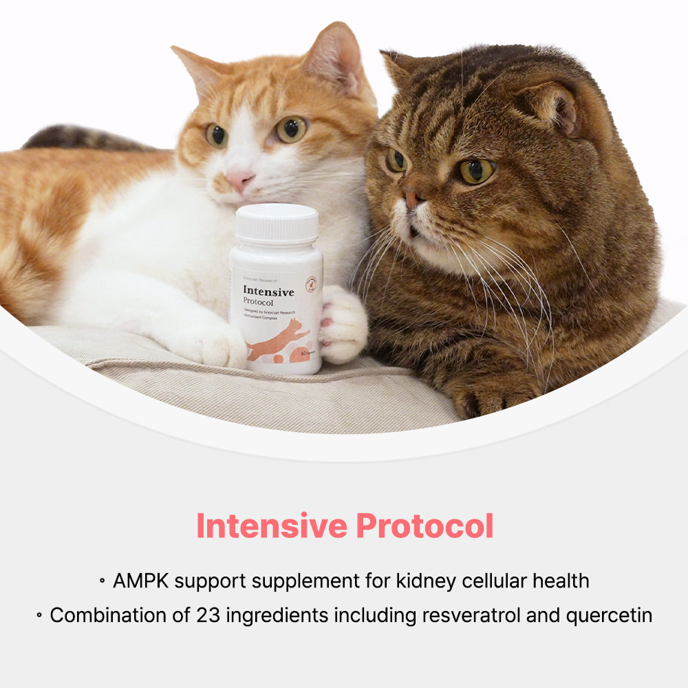 Greycoat Research Kidney Care Supplement Set for Cats – Includes Dr. Toru Protocol, Intensive Protocol, and Probiotics for kidney support