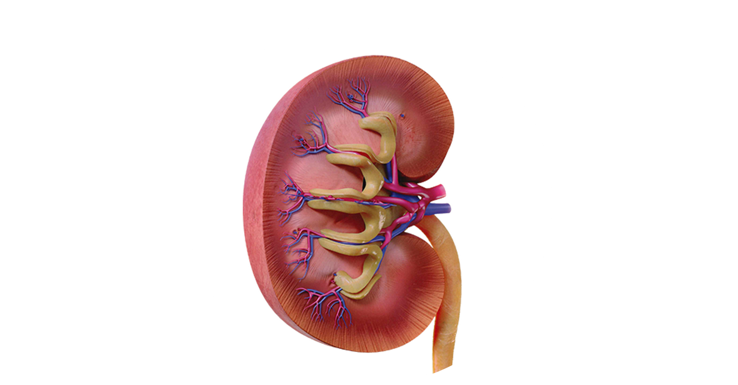 Detailed anatomical illustration of a cat kidney showing internal renal structure including nephrons, arteries, and ureter