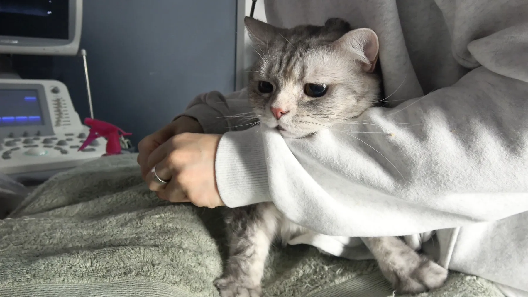 TT, the Grey Cat Who Started It All