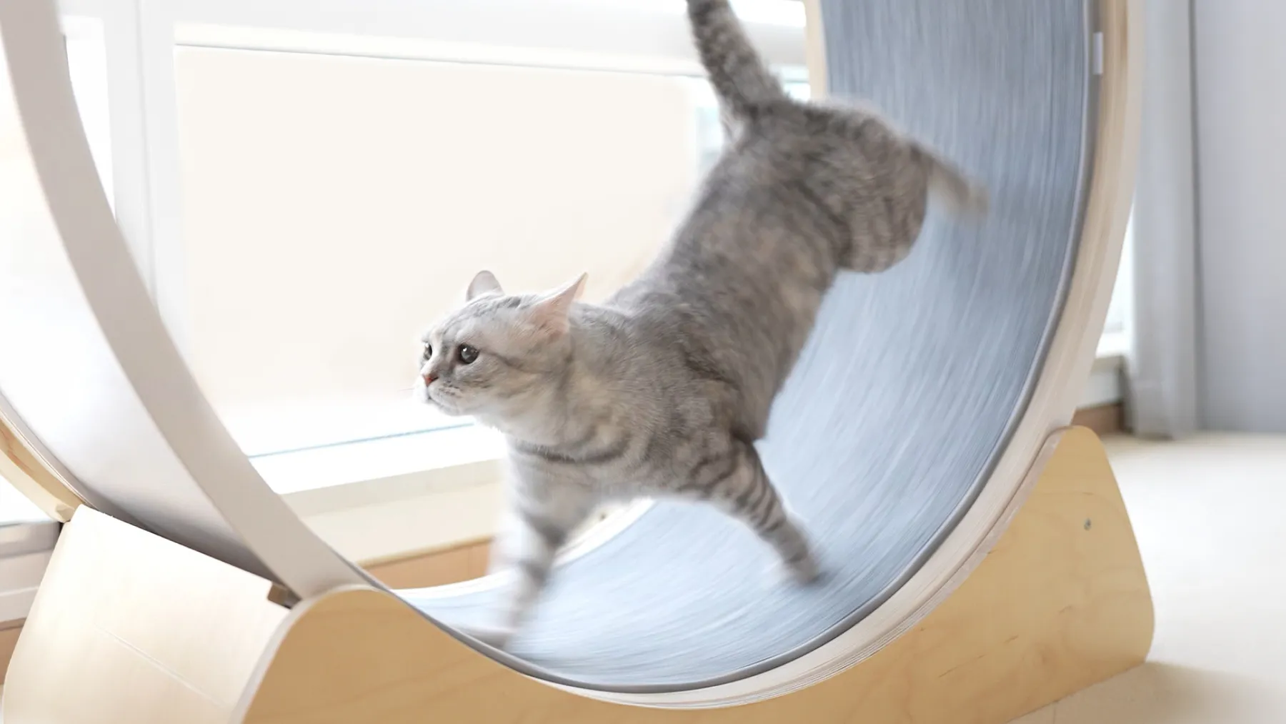 A cat waiting calmly in a morning kitchen