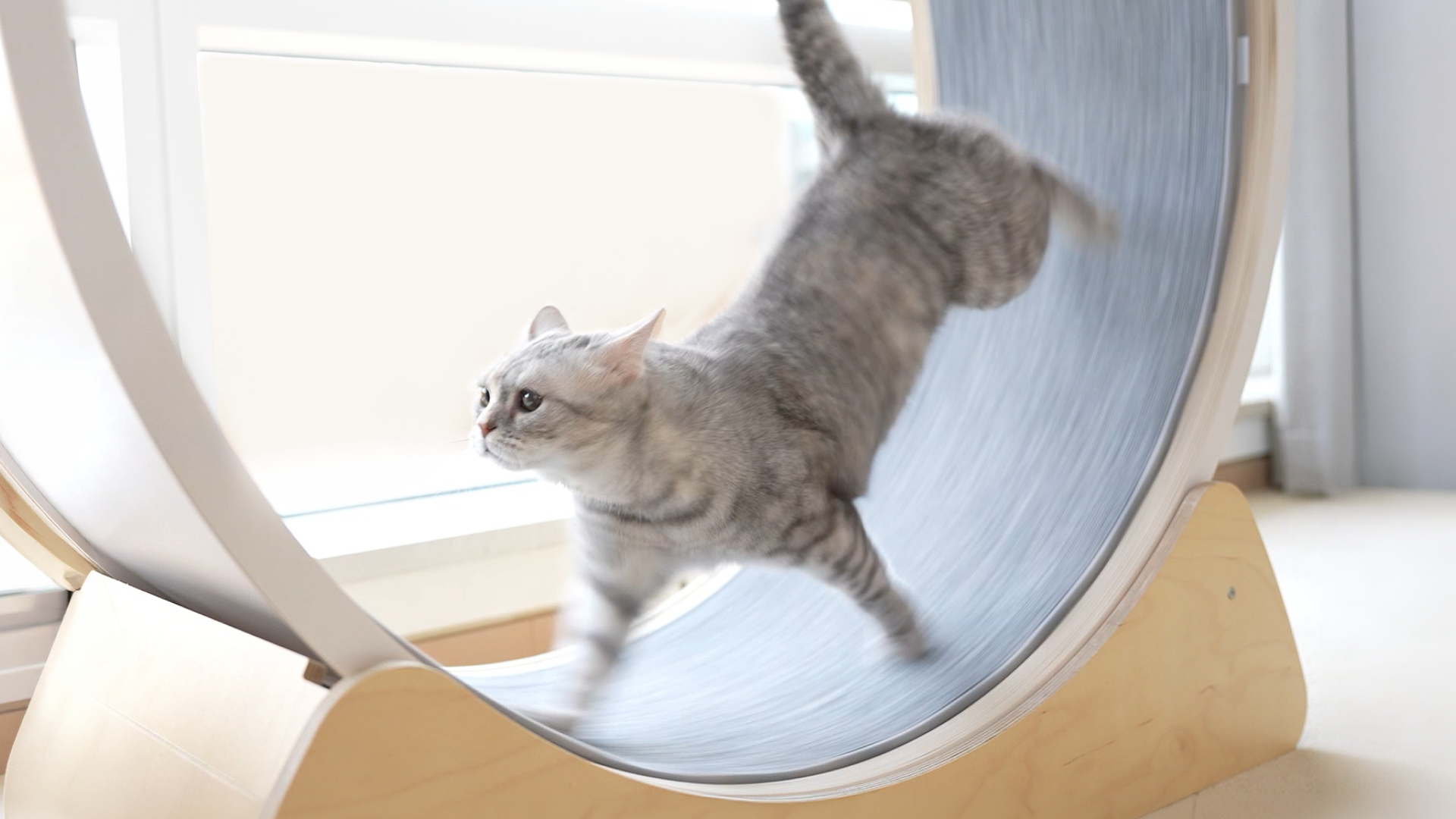 TT on the cat wheel