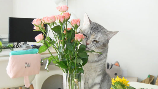 Warning: Even Non-Toxic Roses Can Harm Your Cat