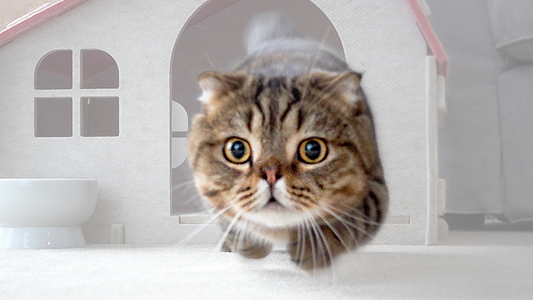 Latest: 4 Practical Ways to Support Your Cat’s Longevity