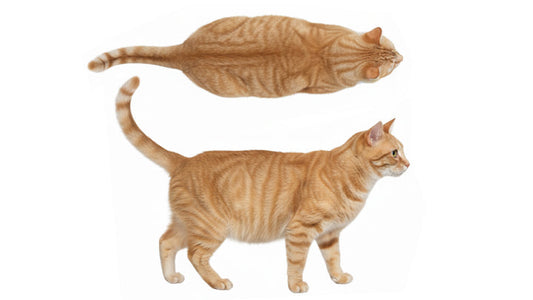 Hidden Risks for CKD Cats: Obesity and Inflammation