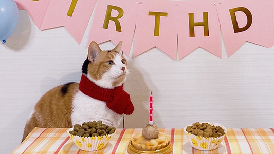 Sunae’s Stage 3 CKD Care – Maintaining Stability through Stress-Free Routines