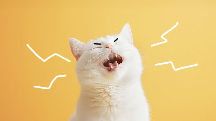Hilfe! Ich glaube, die Nieren meiner Katze sind zu gesund!