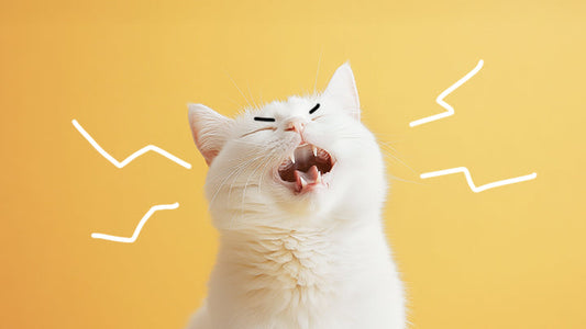 Help! I Think My Cat's Kidneys Are Too Healthy!