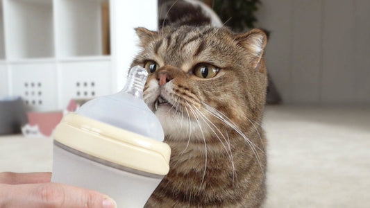 Is Pet Milk Really Safe for Cats with CKD?