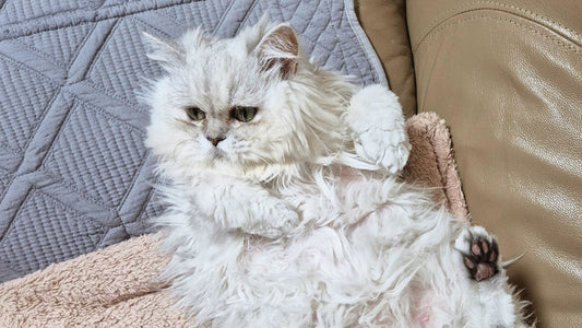 Naro’s Stage 2 CKD Care – Finding Steady Days