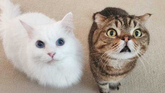 Want 10% Better Results for Your CKD Cat? Try This One Habit