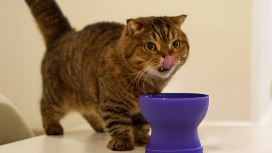 Is a Low Protein Diet Always Safe for CKD Cats?