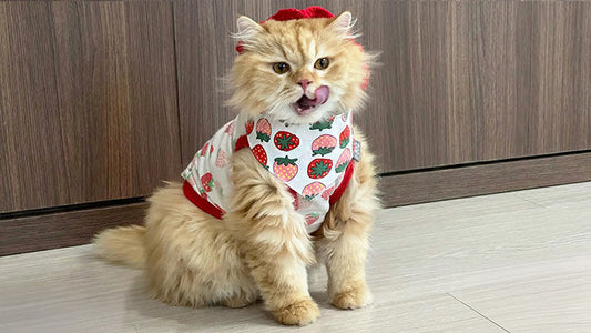 Soommu’s Stage 4 CKD Care - Finding a Stable Daily Routine