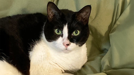 Goro’s Stage 3 CKD Care – Toward a More Stable Kidney State