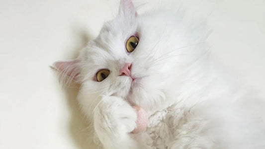 Hawaii’s PKD Care - 134 Days of Consistent Nutrition Support and Daily Stability