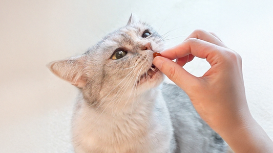 Why Some CKD Cats Can’t Tolerate Omega-3 (Even When It’s ‘Good’)
