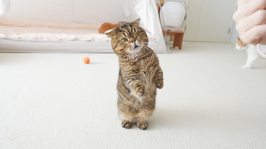 The Biggest Mistake Many Guardians of CKD Cats Make in Stage 2