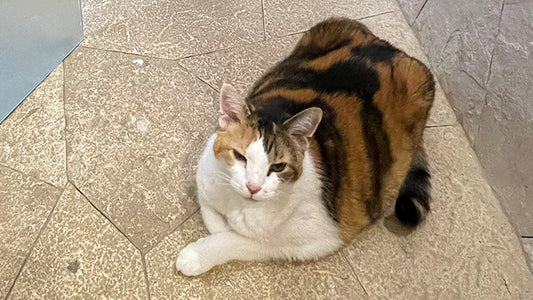 Chinxy’s Stage 3 CKD Care Story – Three Months of Steady Progress