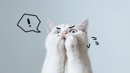 What More Can I Do For a Cat with Stage 4 CKD?