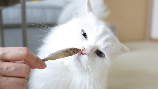 One Simple Addition to Boost Your CKD Cat’s Care Routine