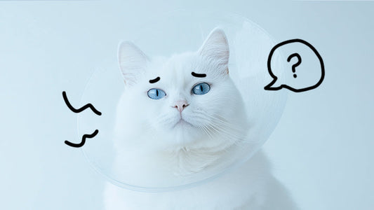 My Cat Just Got Out of Surgery, But Has CKD! What Can I Do?