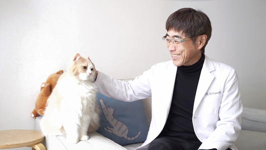 Why I Chose a Wellness Approach for Cats