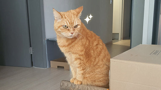 Geumdong’s Arthritis Care Story – Finding Comfort in Movement