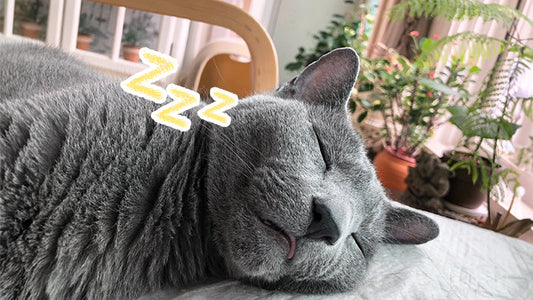[Stage 2 CKD] Raon – Regained Appetite and Energy