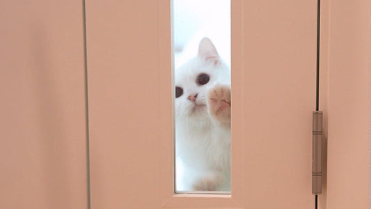 Could Microplastics in Bottled Water Be a Concern for Cats with Kidney Disease?