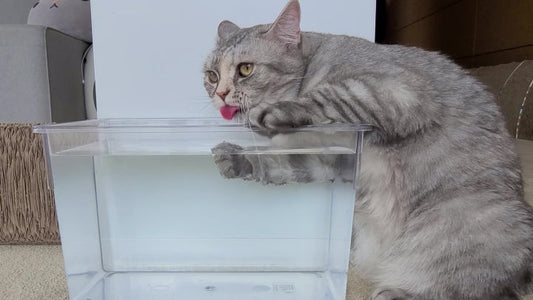 Beyond the Water Bowl: Why Drinking More Isn’t the Only Answer for Cats with CKD