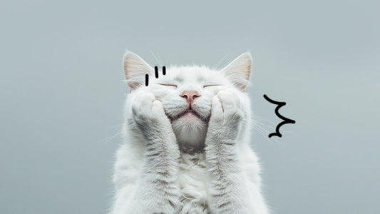 A cat is conflicted on whether to get subcutaneous fluids for kidney disease. By Greycoat Research.