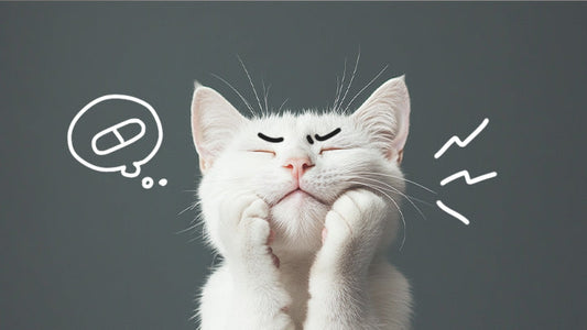 Can't Pill Your Cat? Let Us Help!