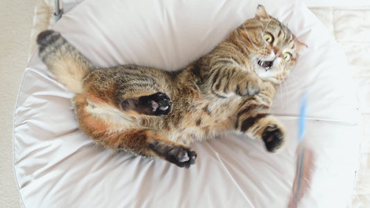 10 Minutes of Dopamine a Day Can Save Cats with Kidney Disease