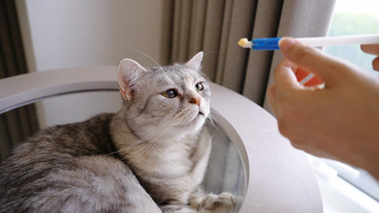 3 Prescription Drugs That Can Damage a Cat’s Kidneys