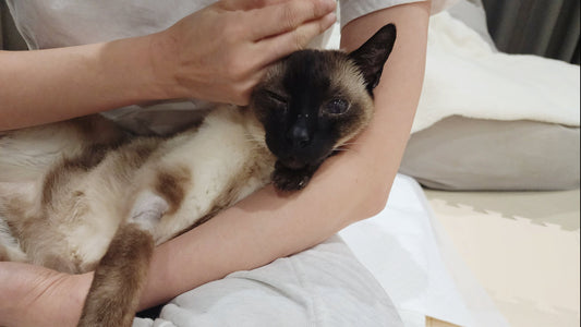 3 Weight Loss Prevention Drugs for CKD Cats