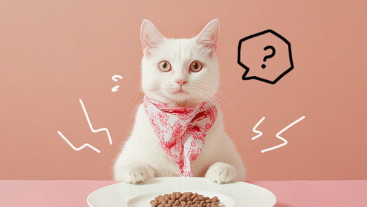 A cat wonders when the right time to get subcutaneous fluids for kidney disease is. By Greycoat Research.