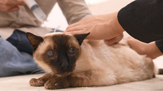 Just 7 Days to Improve Anemia and Restore Appetite! Why the Right SubQ Fluid Matters for CKD Cats!