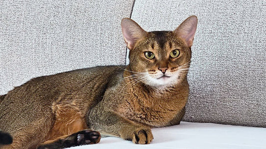 Ellie’s Stage 2 CKD Care – Finding Stability