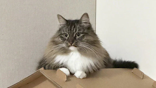 Jelly’s Stage 2 CKD Care – Four Months of Steady Balance