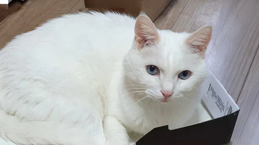 [Stage 2 CKD] Neo – BUN 38 → 28
