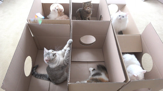 Greycoat Research’s Breakthrough Revives Popular Cat Channel