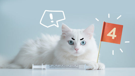 Guide to Feline CKD Care - Stage 4