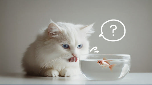 Hydration Matters: How Drinking Water Can Help Prevent and Manage CKD in Cats